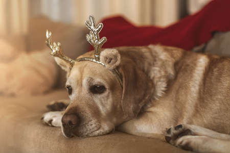 adorable fawn Labrador on the couch. new year, christmasの写真素材