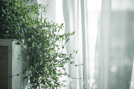 plant with small green leaves by the window indoorsの写真素材