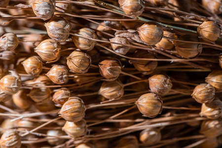 Close up of a flax flower in middle of ripe flax capsulesの写真素材