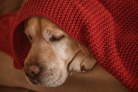adorable fawn Labrador on the couch under a red blanketの写真素材