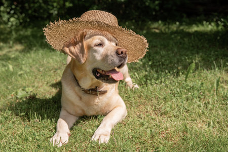 beautiful fawn Labrador in a straw hat lies on the grassの写真素材