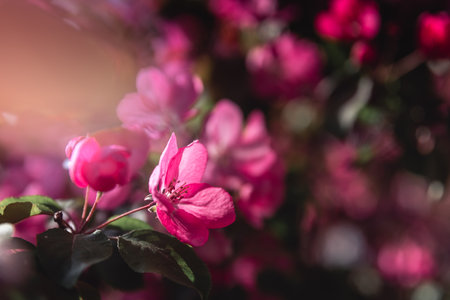 beautiful pink apple blossoms. spring, postcard backgroundの写真素材