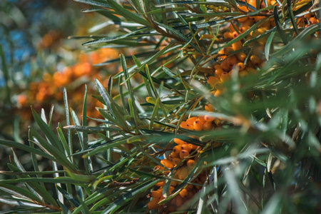 Sea buckthorn growing on a tree close up Hippophae rhamnoides. Sea buckthorn organic berries...