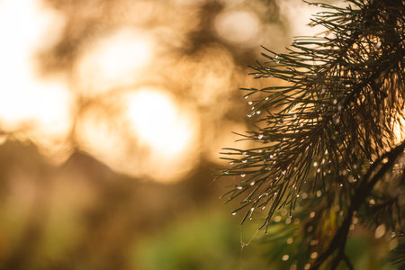 Christmas tree branches with dew drops close up. Water driops on the fresh grass after rain. Light morning dew on the green grass.の写真素材