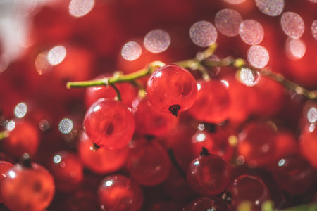 The red fresh currant close up. Macroの写真素材
