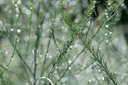 Detail view and macro shot of asparagus plant after rain. Dewdrops on the branches shining with the bright sun. Summer nature fresh background.の写真素材