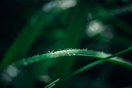green long leaves in drops after rain. nature, outdoors, natural background