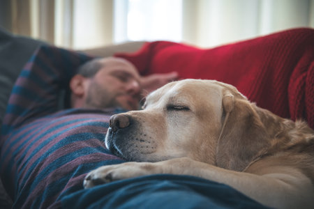 a man sleeps on the couch with a Labrador dog. pet, friendshipの写真素材
