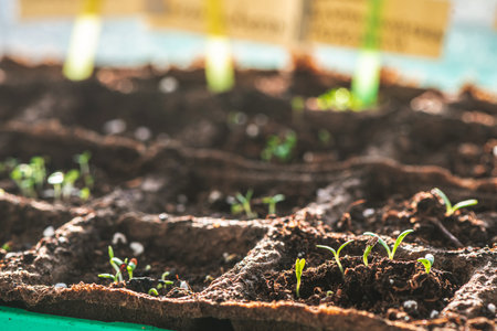 A small green sprouts in a peat pot against the background of the earth, planting plants in the...