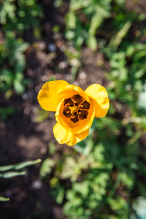 Top view of a yellow tulip. pistils, stamens. horticulture, floriculture, flower breeding, spring, floweringの写真素材