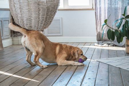 Cheerful Labrador playing with his toy at homeの写真素材