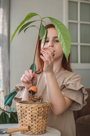 Little toddler girl planting avocado plant in the pots. Child helping to care for home plants. Home gardening, transplanting plants, seedlingsの写真素材