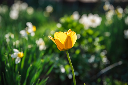 beautiful spring garden. Yellow tulip, lots of white daffodils. horticulture, floricultureの写真素材