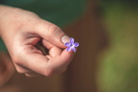 macro closeup of a hand holding a beautiful purple pink lucky five petals Syringa lilac flower branchの写真素材