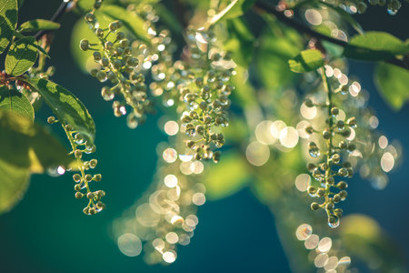 Plants in raindrops in the sun. Concept Summer, Spring, Nature