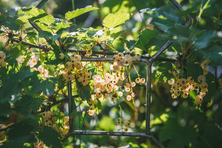 Beautiful clusters of white currants in the sun. harvest, garden, agriculture