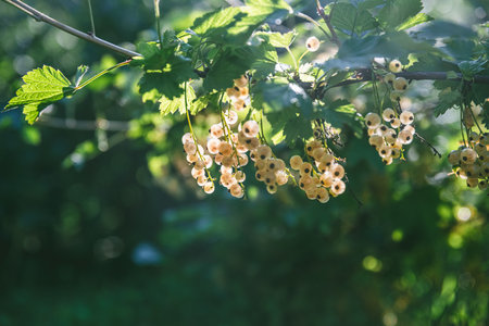 Beautiful clusters of white currants in the sun. harvest, garden, agricultureの写真素材