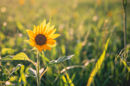 Beautiful sunflower in the field at sunset. Concept of summer, sun, with copy spaceの写真素材