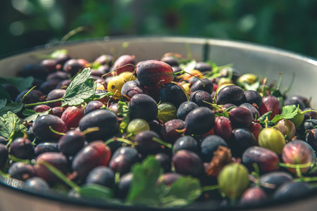 Lots of black and green gooseberries in a bowl in the garden. harvesting, healthy, organic natural foodの写真素材