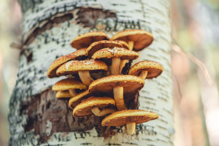 Hypholoma fasciculare grow on birchの写真素材