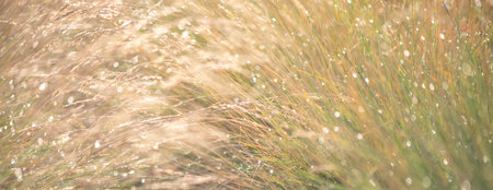 banner Beautiful natural background, dry grass in dewの写真素材