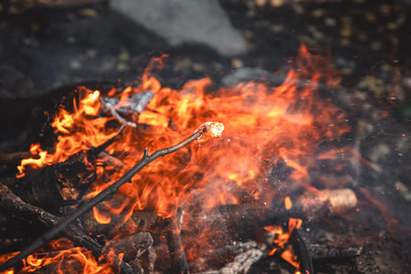 Marshmallows on a stick are held over a fireの写真素材