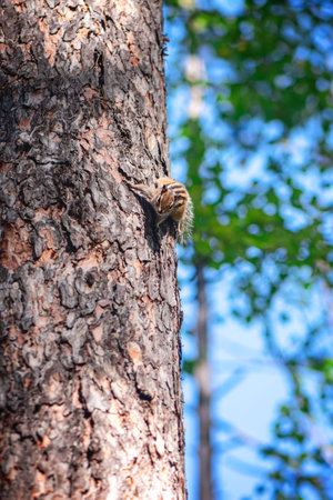 cute chipmunk on a tree in the forest