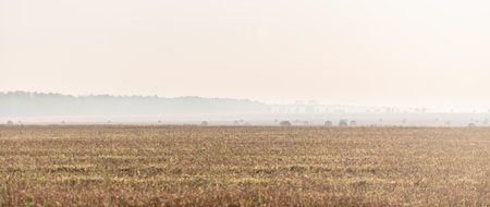 Autumn morning, fog. fields with round haystacks