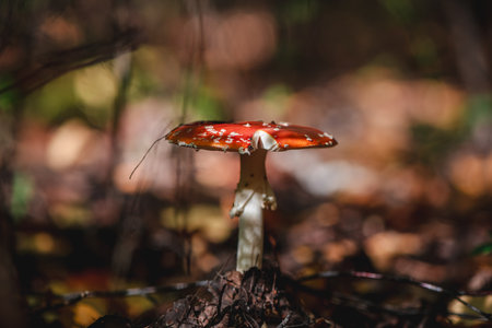 Beautiful large mushroom amanita in the forestの写真素材