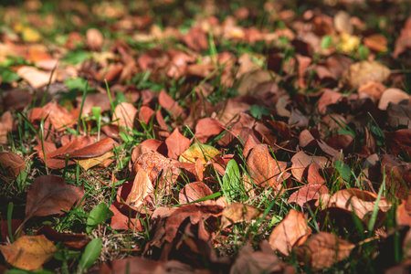 Autumn dry orange leaves on the grass in autumn. natural, autumn backgroundの写真素材