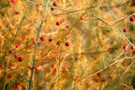 Autumn background. yellow Asparagus officinalis in autumnの写真素材
