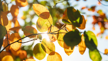 Autumn orange multi-colored leaves on a tree. natural background, autumn. sunlight