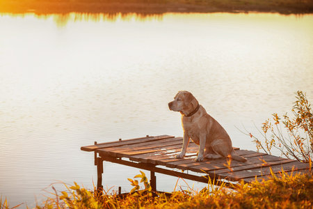 Brooding Labrador sitting on a pier by the riverの写真素材