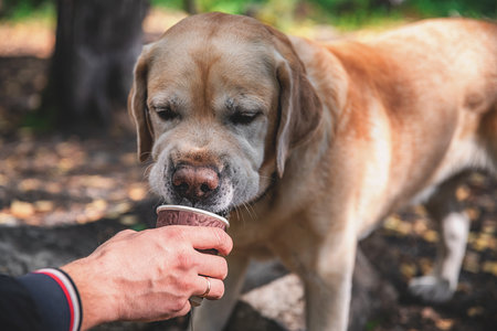 adorable Labrador drinking water from a paper cup during a hikeの写真素材
