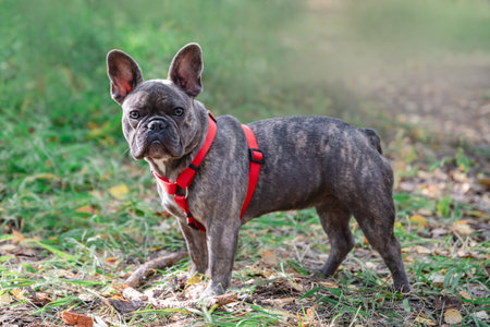 beautiful adorable brindle French bulldog in a harness on a walkの写真素材