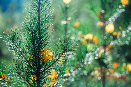 Beautiful bright yellow birch leaves among green spruce needles. Concept Autumn