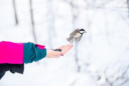 in the forest, the bird takes the seeds from his hand. feeding birds in winter. nuthatch, chickadee, titmouseの写真素材