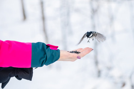 in the forest, the bird takes the seeds from his hand. feeding birds in winter. nuthatch, chickadee, titmouseの写真素材