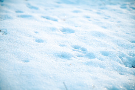 Snow texture. Snowflakes background. Snow background.の写真素材