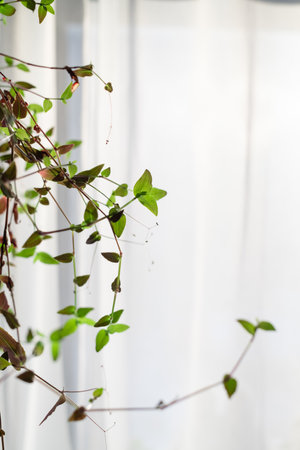 Indoor plants, a flower on the background of a window. Home, cozinessの写真素材