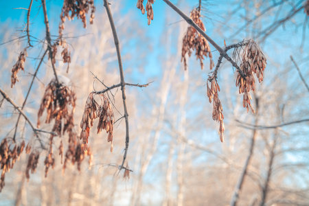 Ash seeds in winter, frozenの写真素材