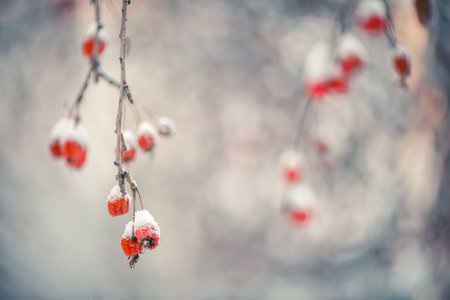 Red rowan in winter under the snow. Winter Concept backgroundの写真素材