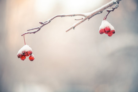 Red rowan in winter under the snow. Winter Concept backgroundの写真素材