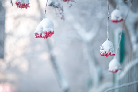 Red rowan in winter under the snow. Winter Concept backgroundの写真素材
