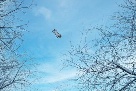 A squirrel jumps from one tree to another in winter. winter, gray squirrel, jumpの写真素材