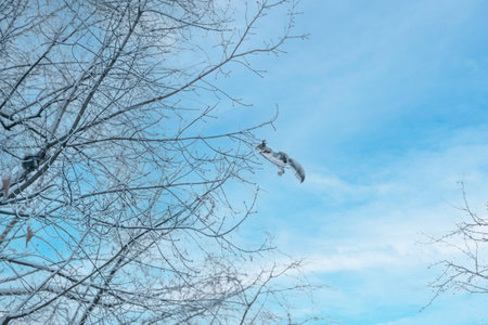 A squirrel jumps from one tree to another in winter. winter, gray squirrel, jumpの写真素材