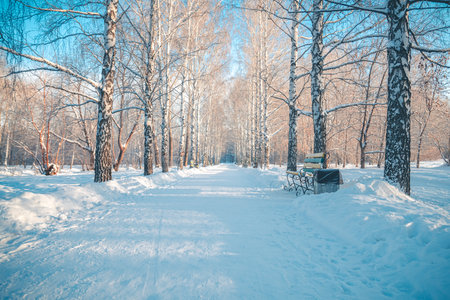 Snow-covered alley in the park in winter