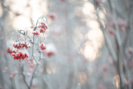 Red rowan in winter under the snow. Winter Concept backgroundの写真素材