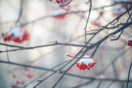 Red rowan in winter under the snow. Winter Concept backgroundの写真素材