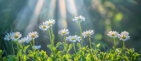 banner field with daisies, petals illuminated by the sun, blossom, concept spring, summerの素材